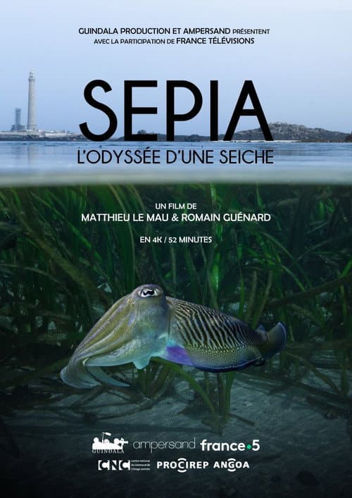 Sépia, l'odyssée d'une seiche