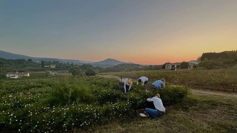 Fleurs à parfum, retour en Grasse