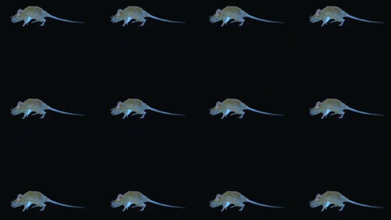 The Experience of a Rat