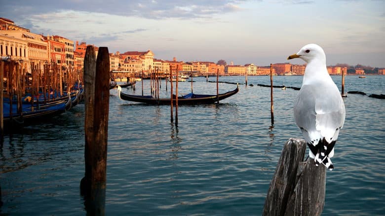Wildes Venedig