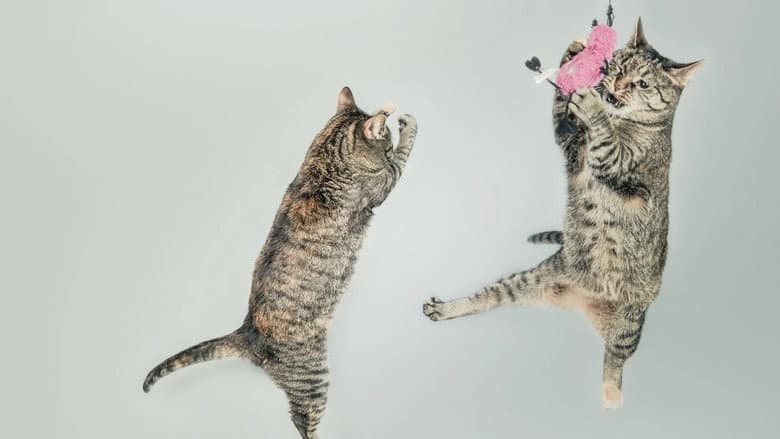 CatVideoFest 2026