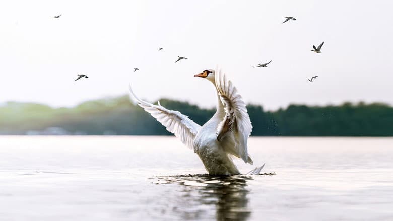 Swans: Mystery of the Missing
