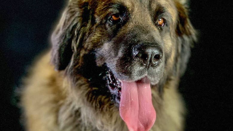 How dogs conquered the world