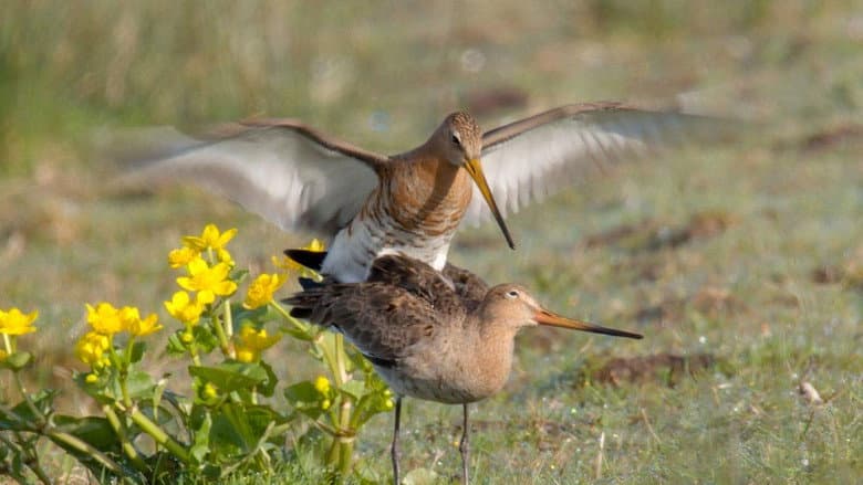 Wildlife in Windmill Country
