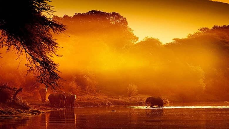 Zambezi: Force of Life