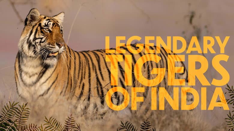 Legendary Tigers of India