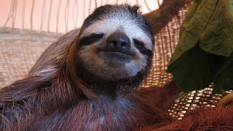 Meet the Sloths