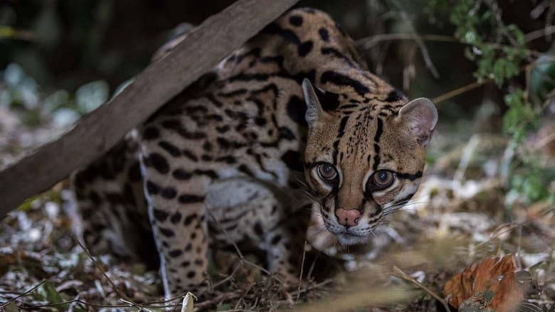 American Ocelot