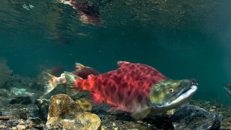 Sockeye Salmon. Red Fish