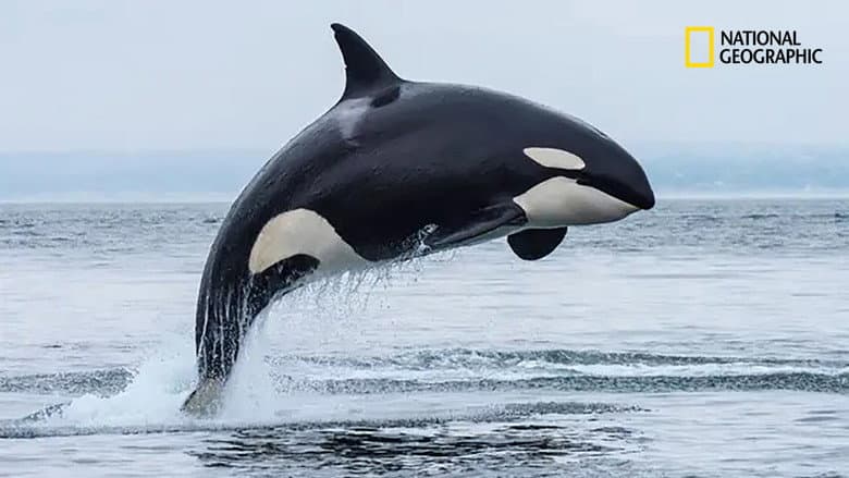 Orcas, Predators of the Seas